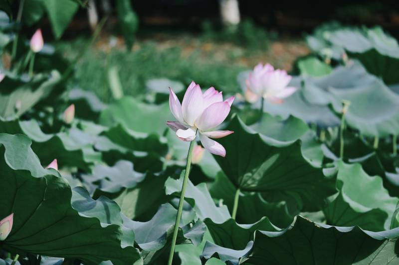 池塘中的蓮花盛開