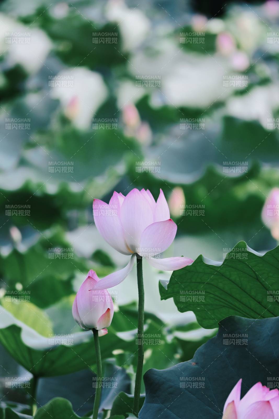 池塘中的蓮花盛開