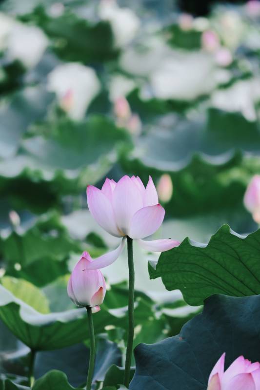 池塘中的蓮花盛開