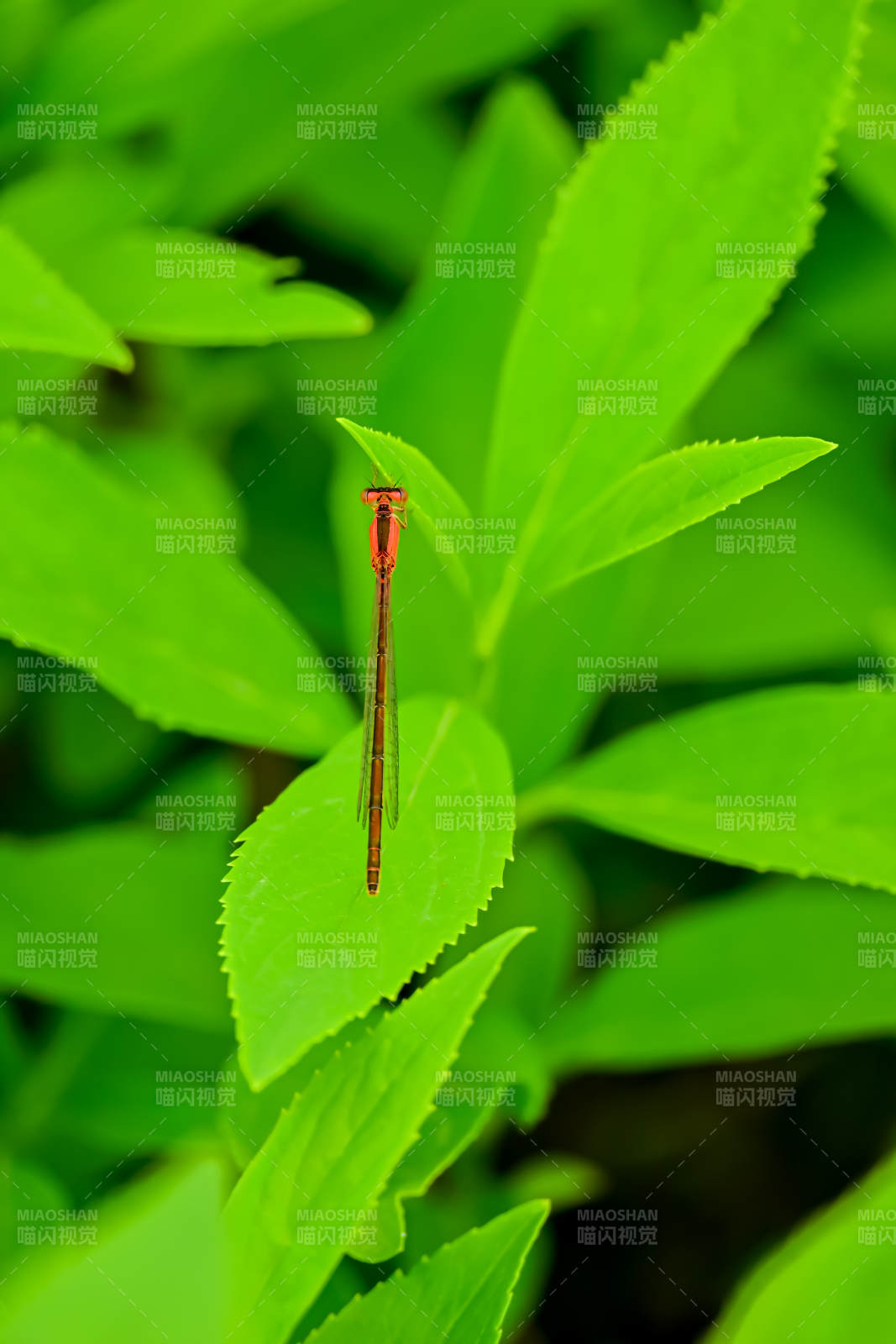 綠葉上的紅色蜻蜓