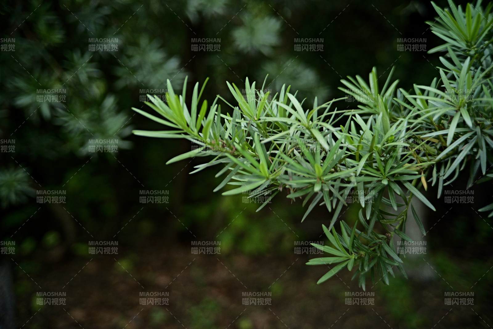 綠葉枝條 自然清新