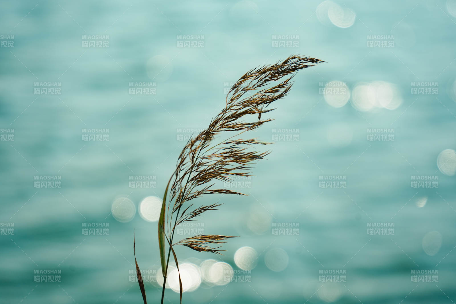 湖畔蘆葦隨風搖曳