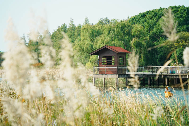太湖濕地公園湖畔小屋 蘆葦輕搖