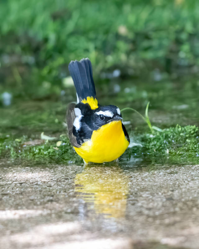 白眉姬鹟水中覓食
