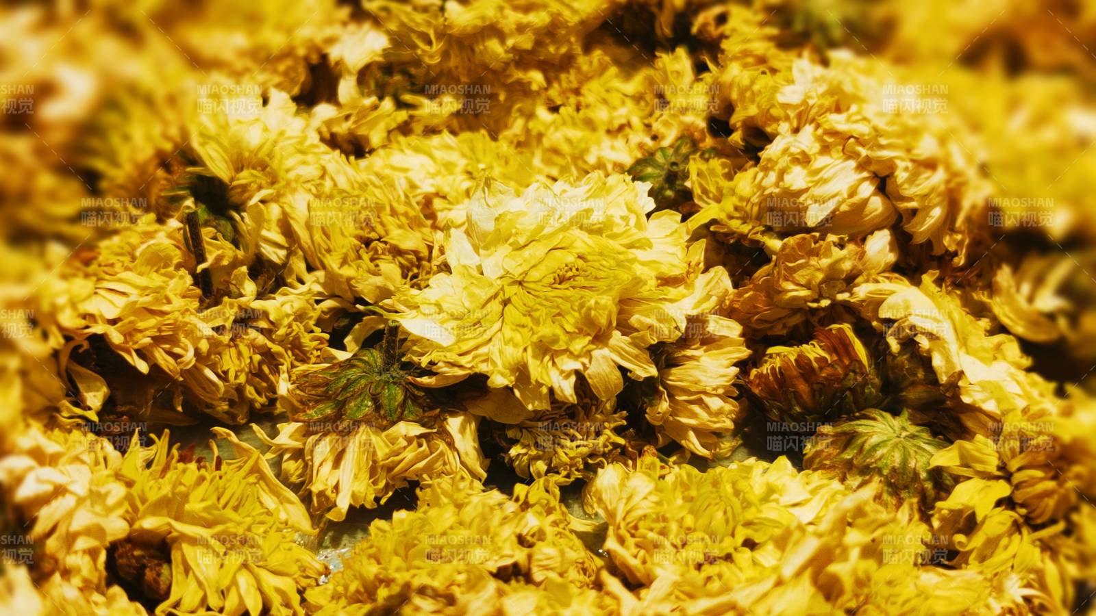 金黃色花瓣的特寫鏡頭