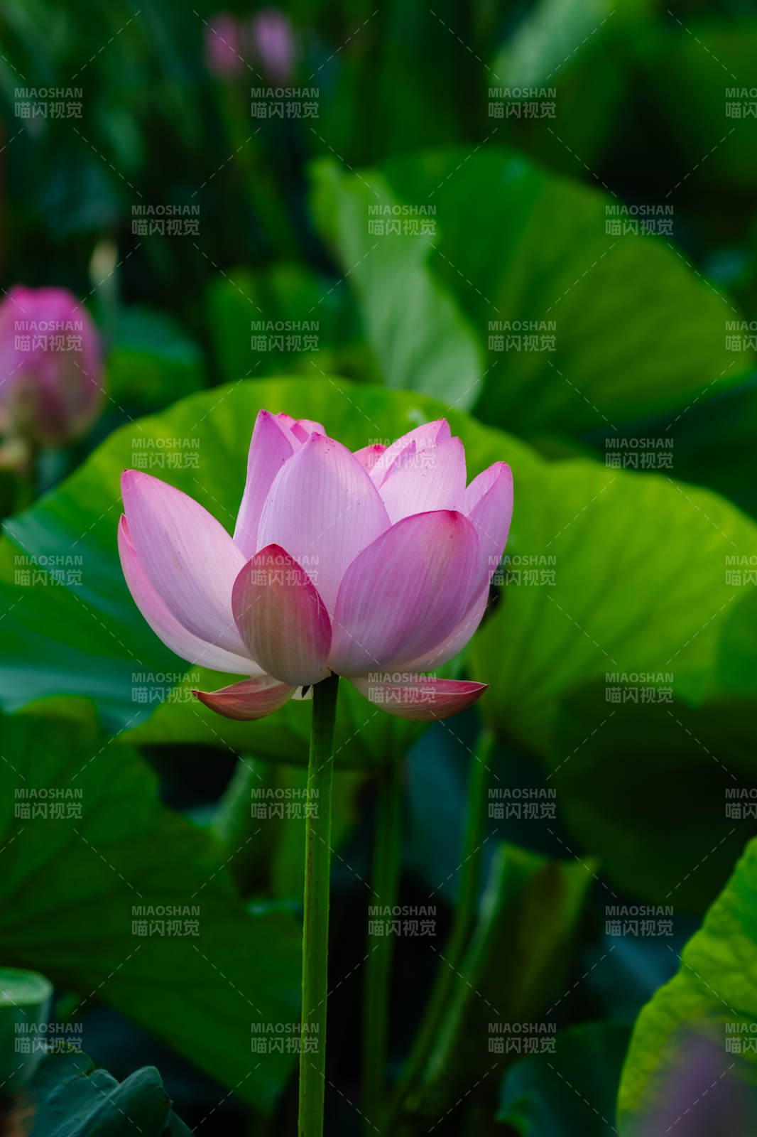 粉嫩蓮花靜謐綻放