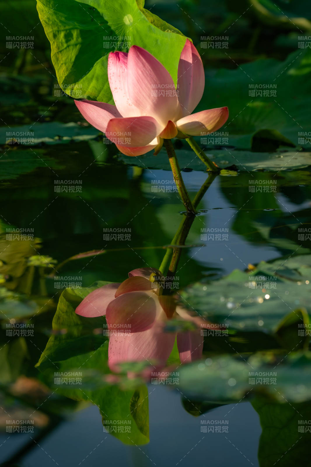 池中蓮花映水影