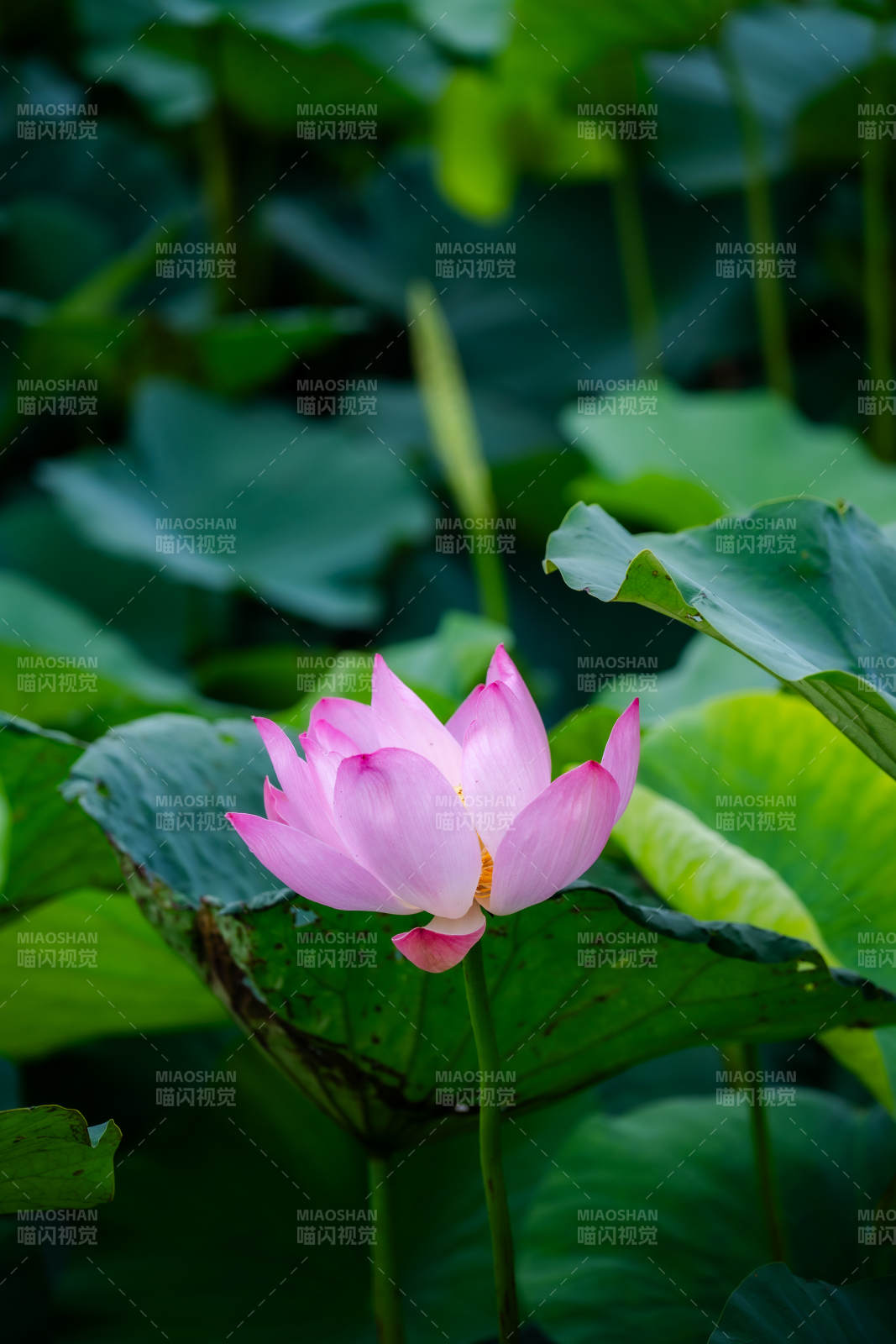池塘中的粉色蓮花