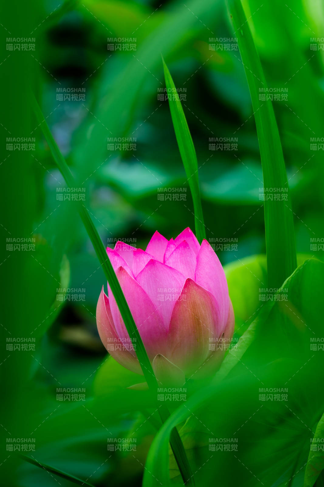 粉嫩蓮花靜謐綻放