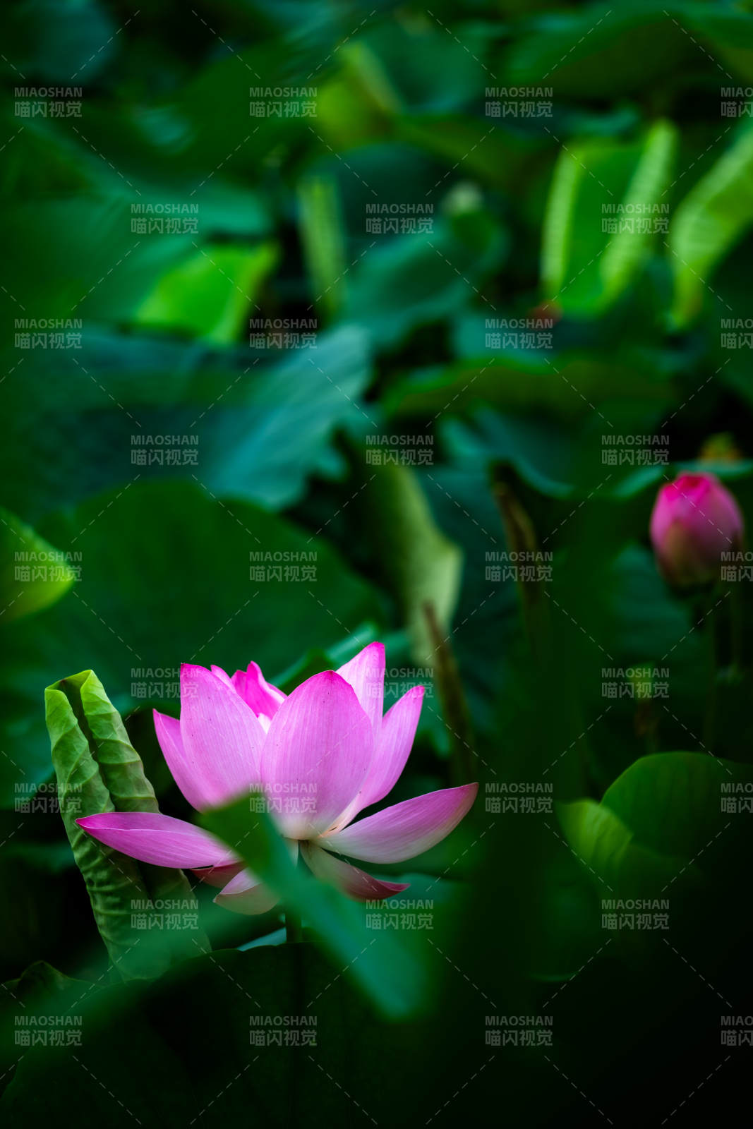 池中蓮花靜謐綻放