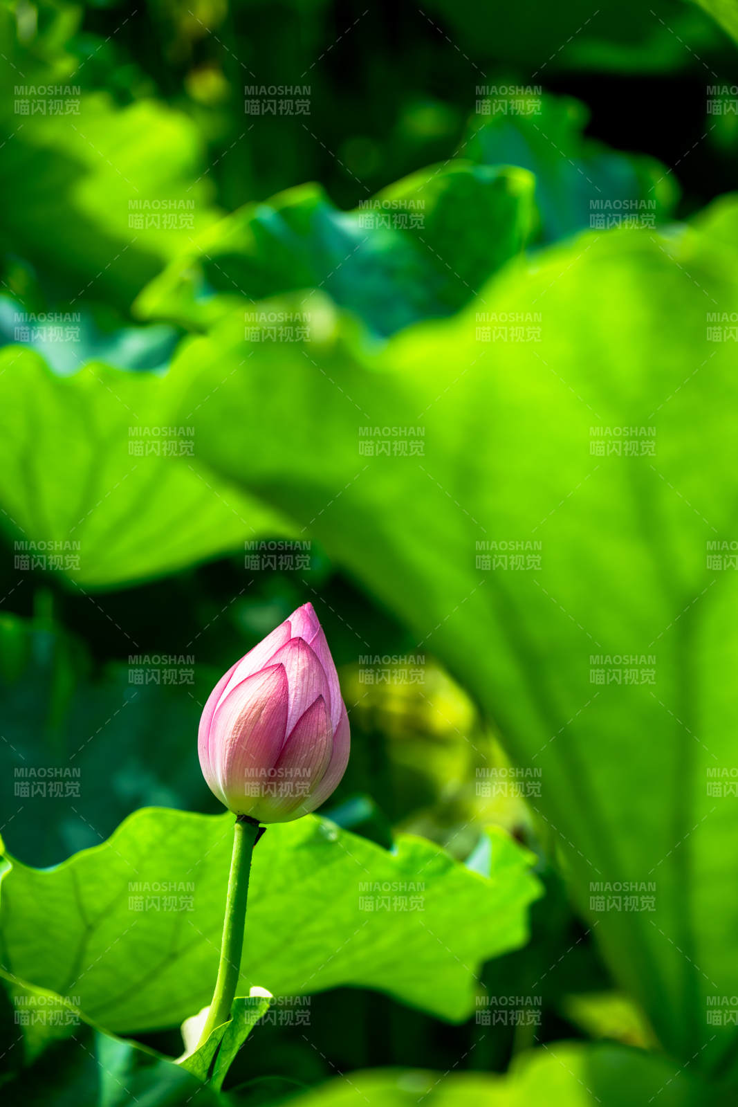 含苞待放的蓮花