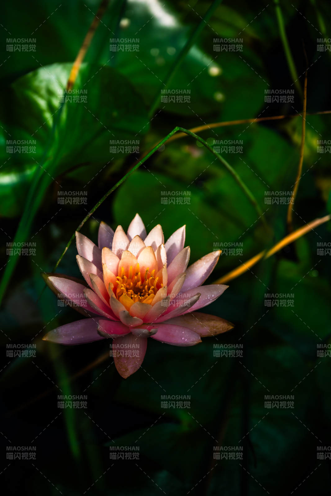 池中綻放的粉色蓮花