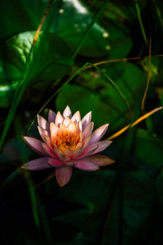 池中綻放的粉色蓮花
