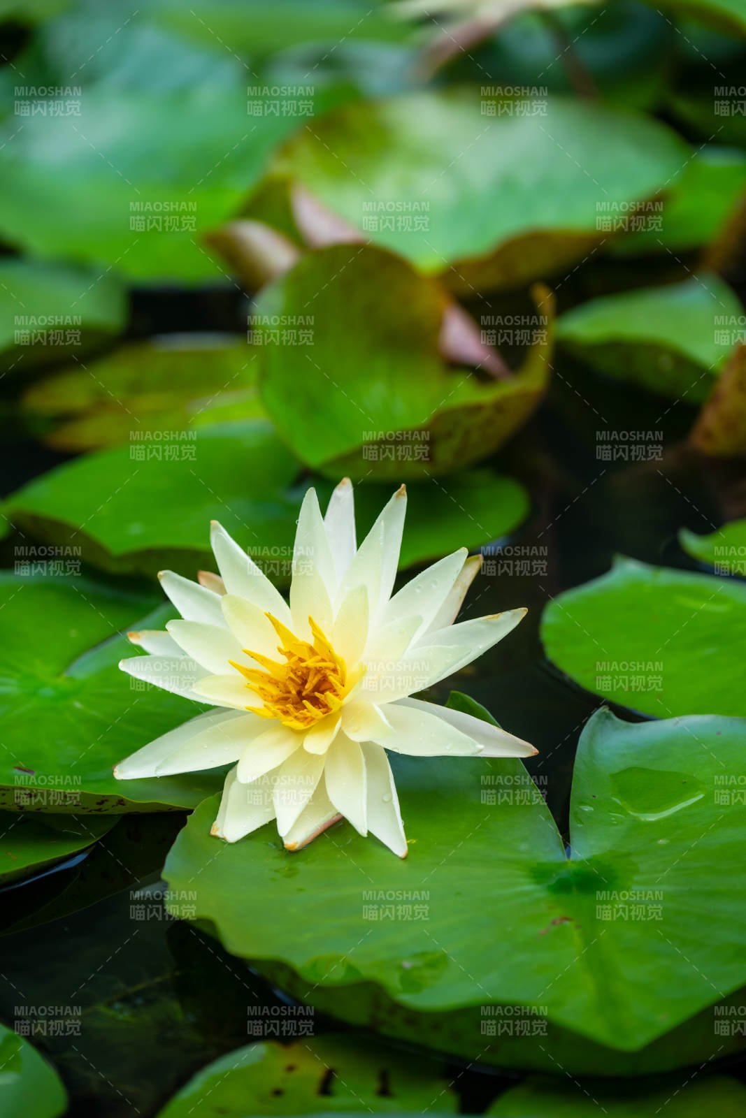 池塘中的白色蓮花