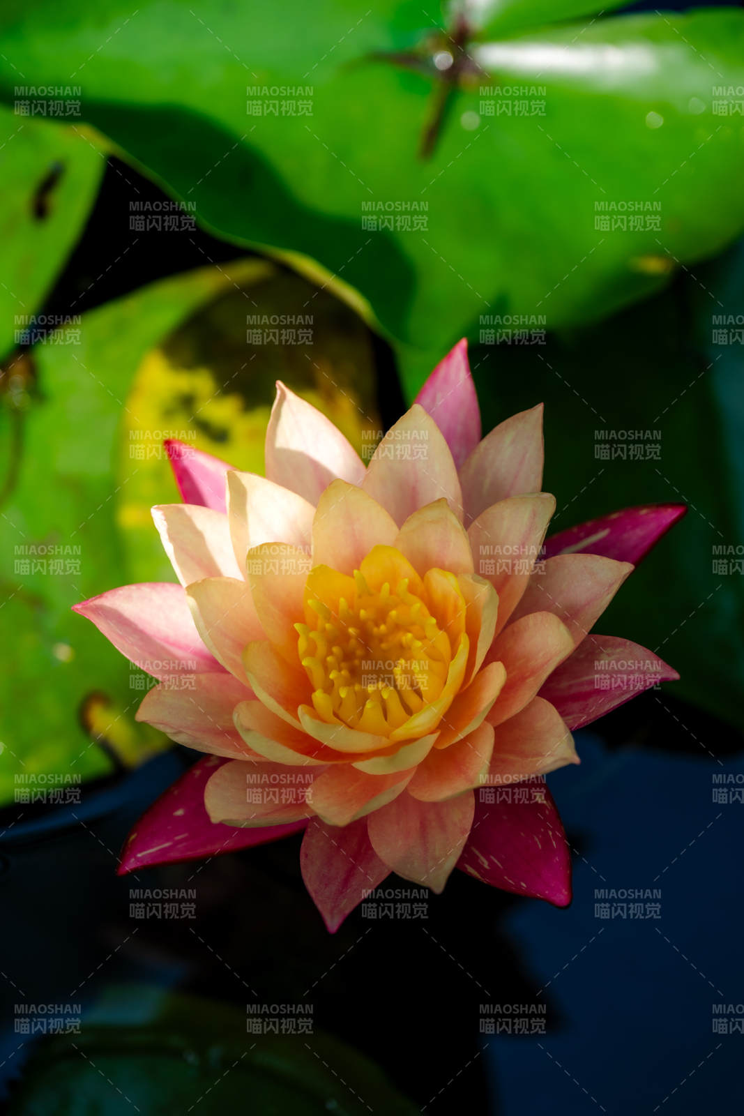 池中綻放的粉色蓮花