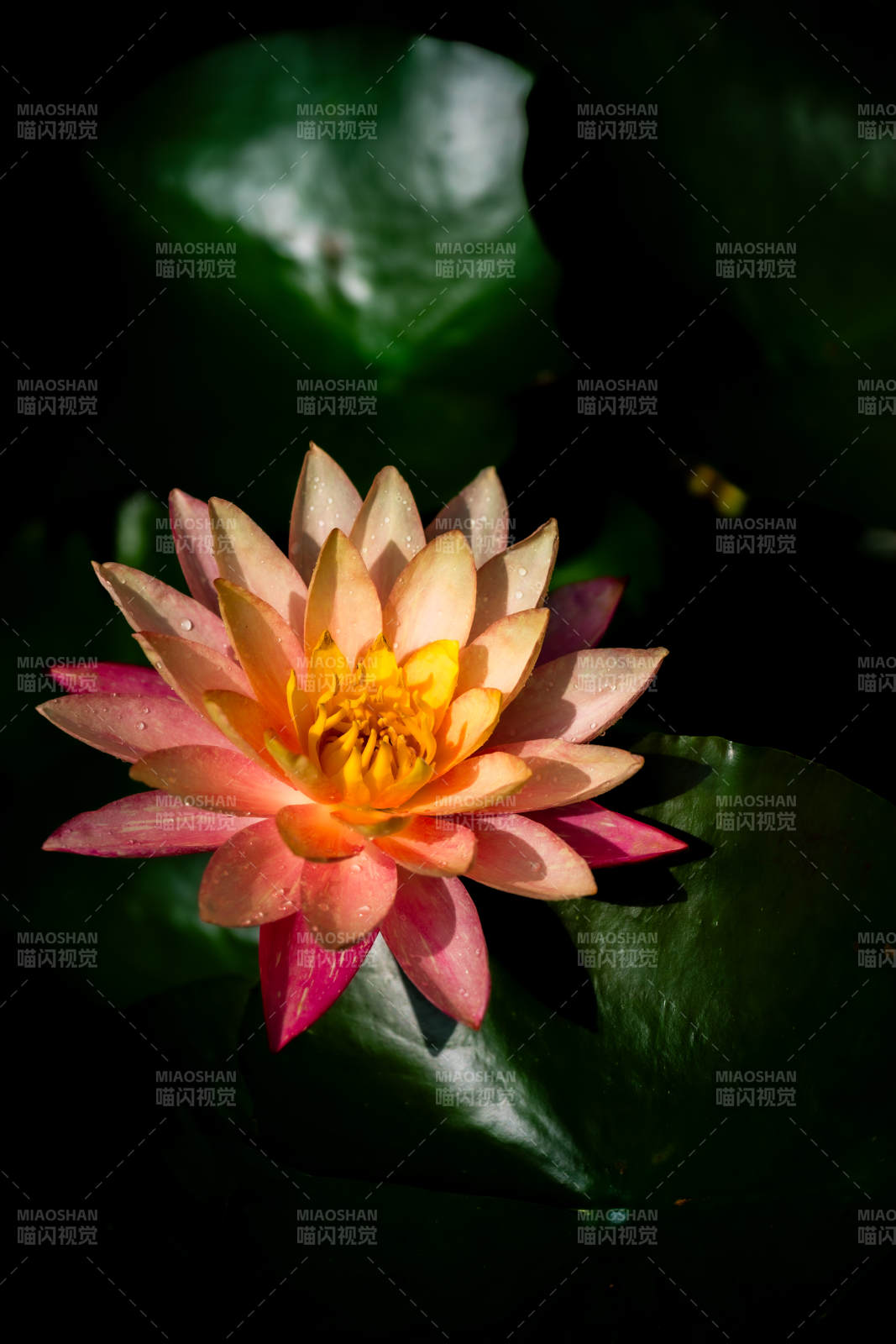 池中綻放的蓮花