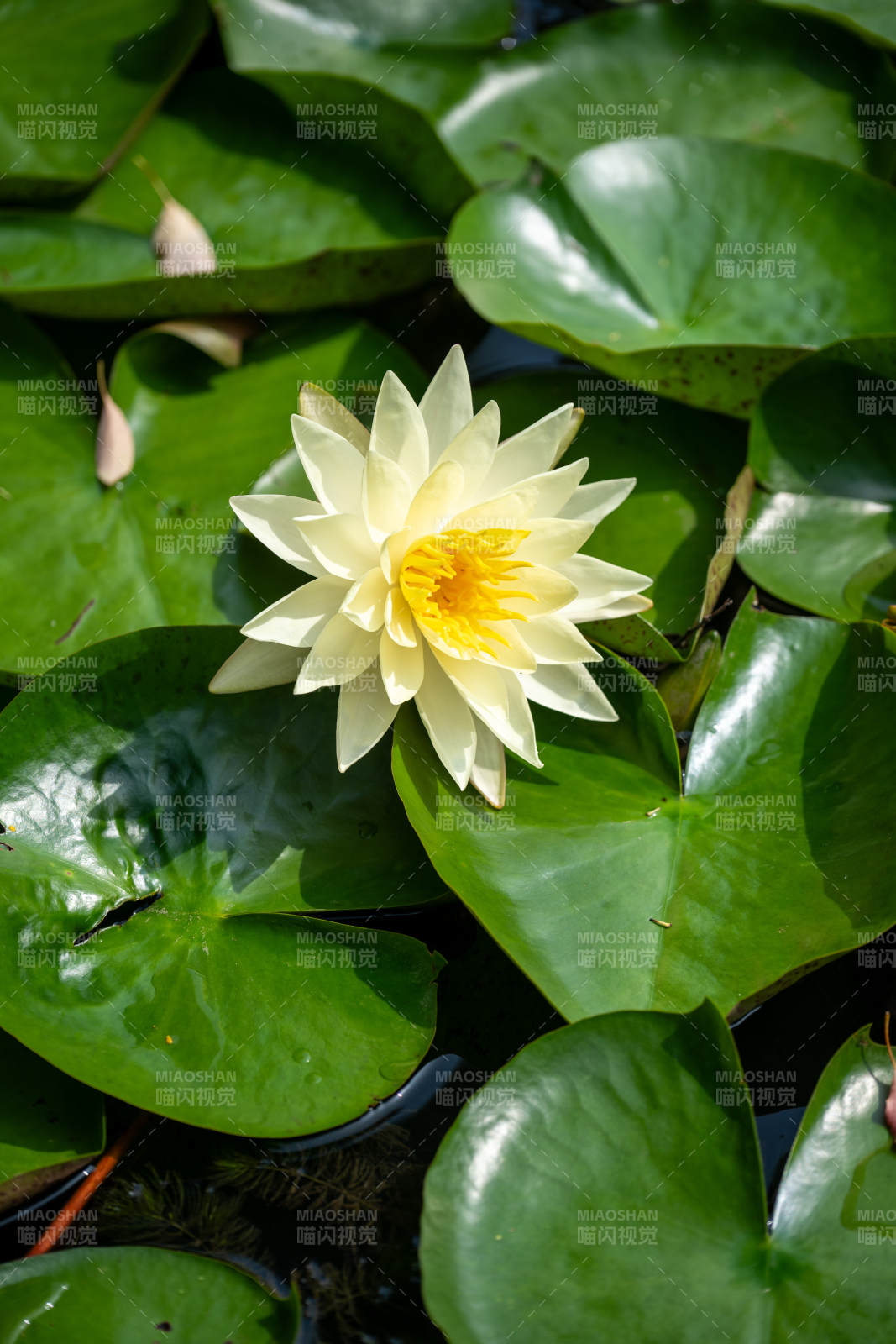 池塘中的白色睡蓮