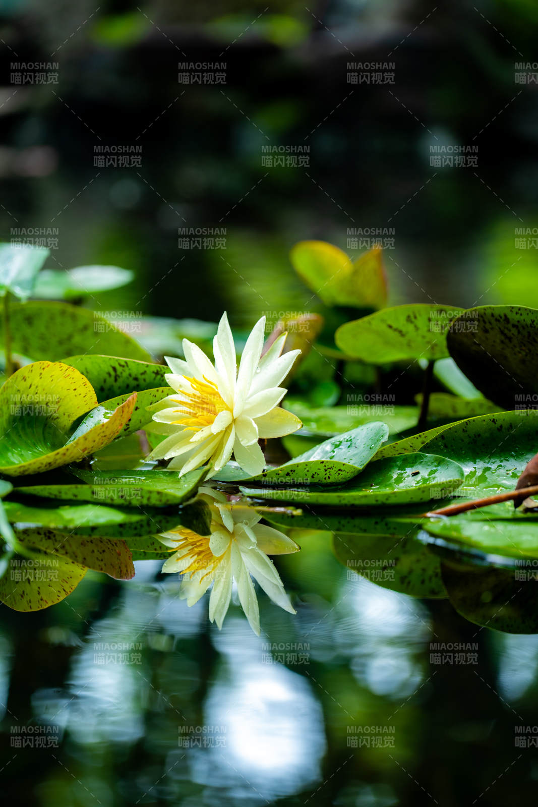 池塘中的蓮花倒影