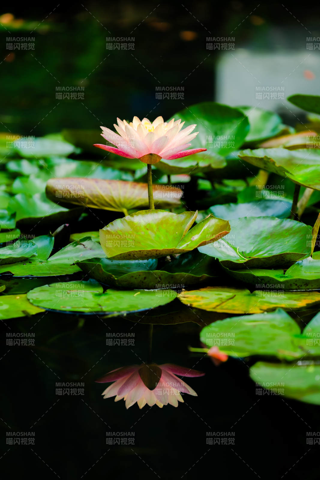 池中蓮花映水清