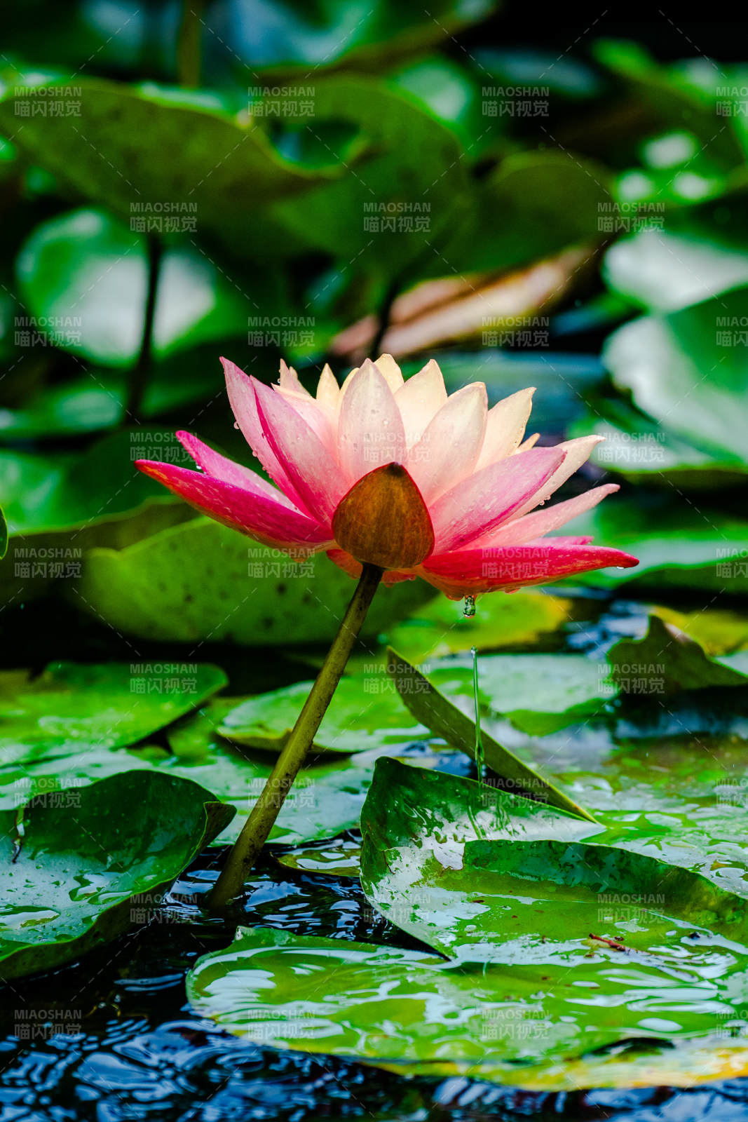 池塘中的粉色蓮花