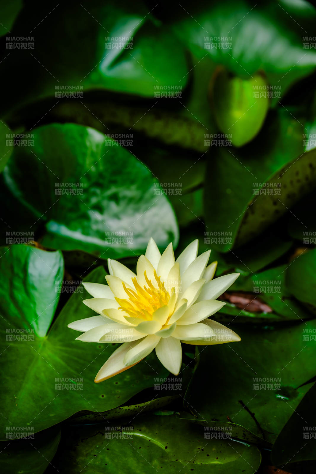 池塘中的白色睡蓮
