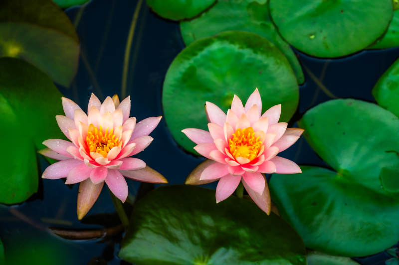 池塘中的兩朵蓮花