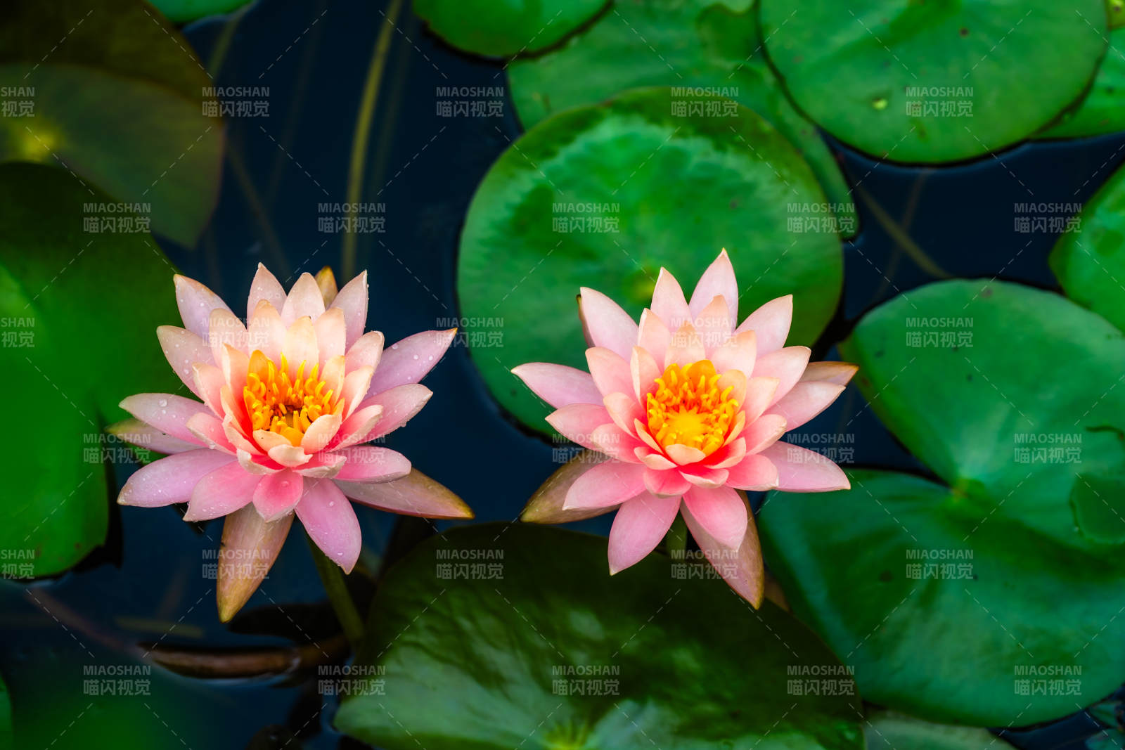 池塘中的兩朵蓮花