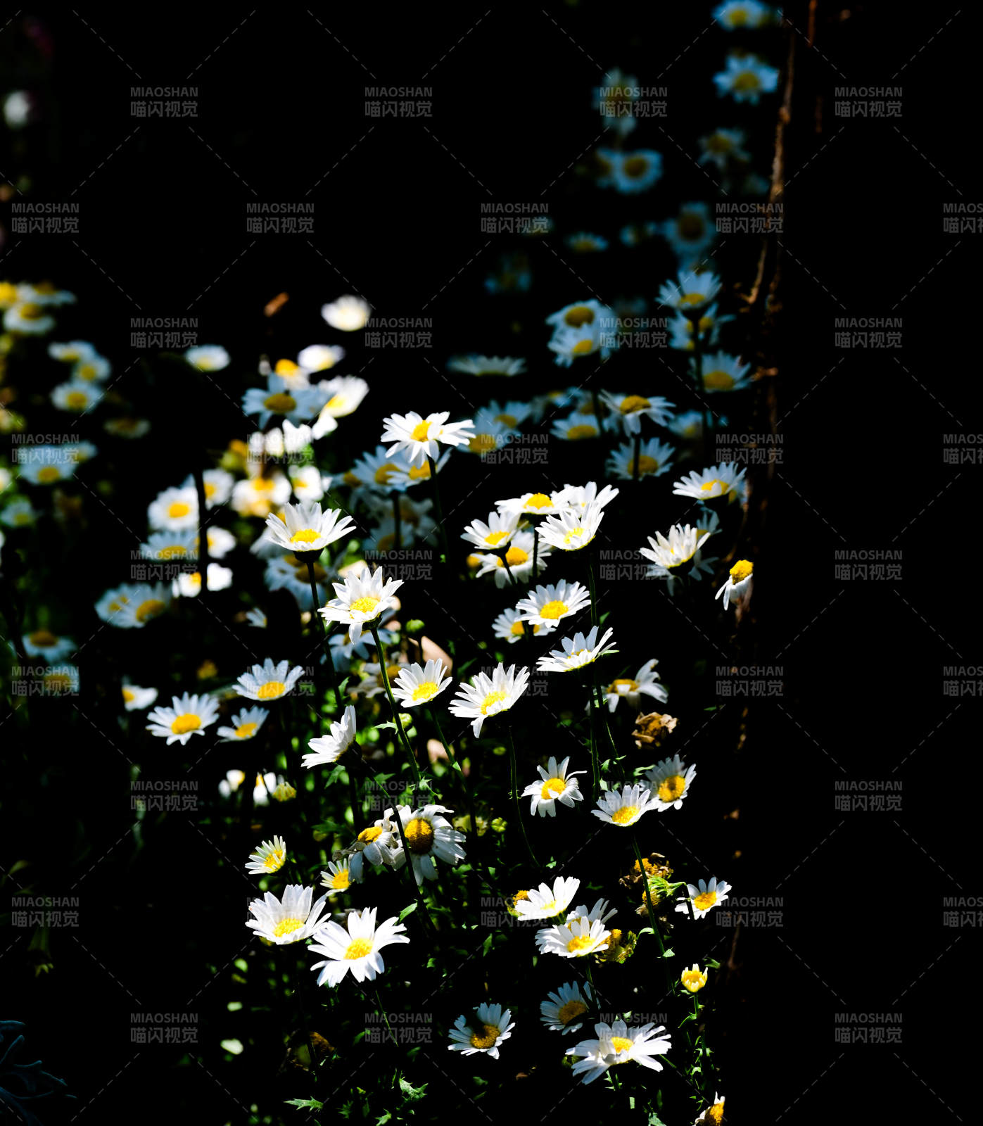 陽光下的雛菊花叢