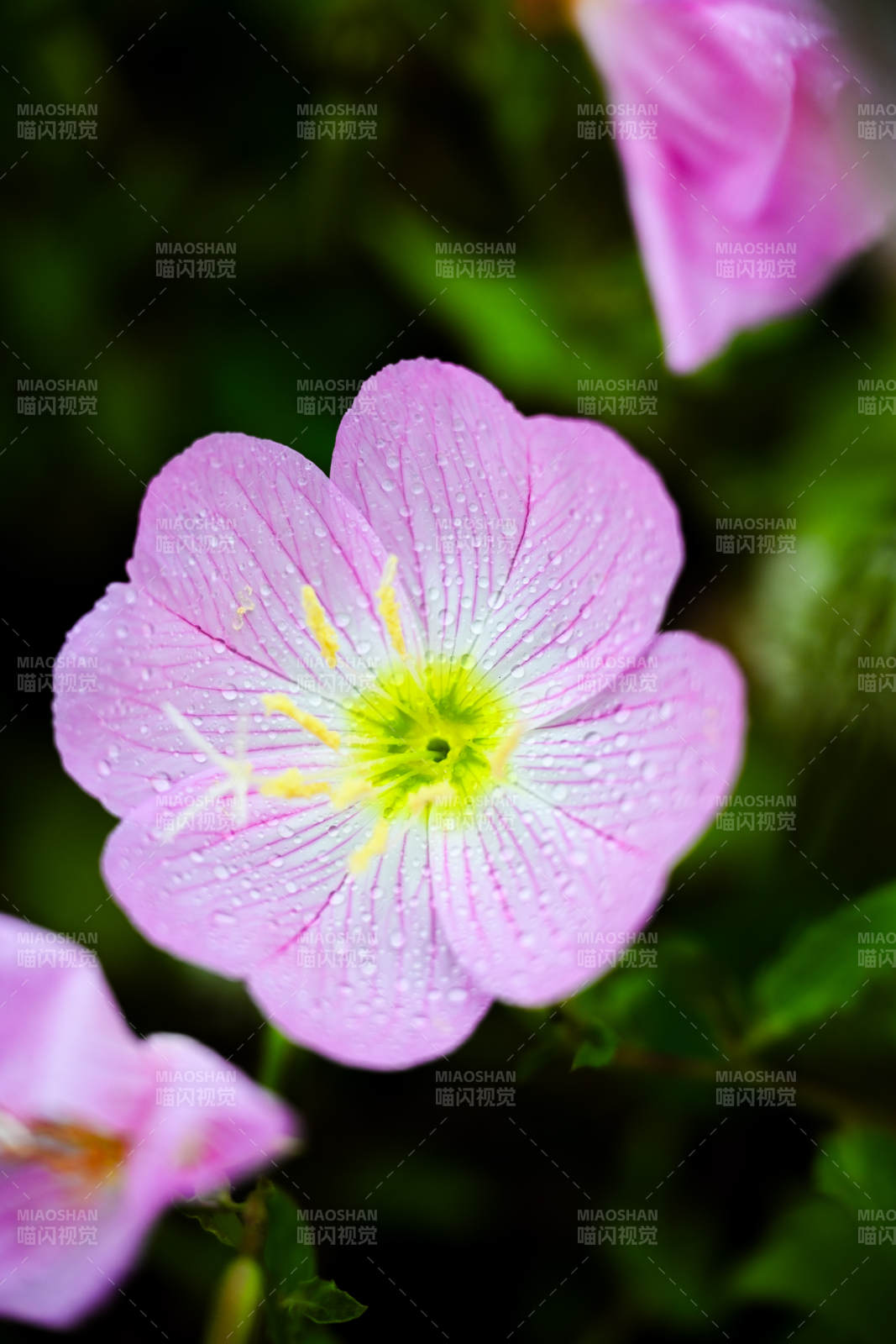 雨后粉花 清新綻放