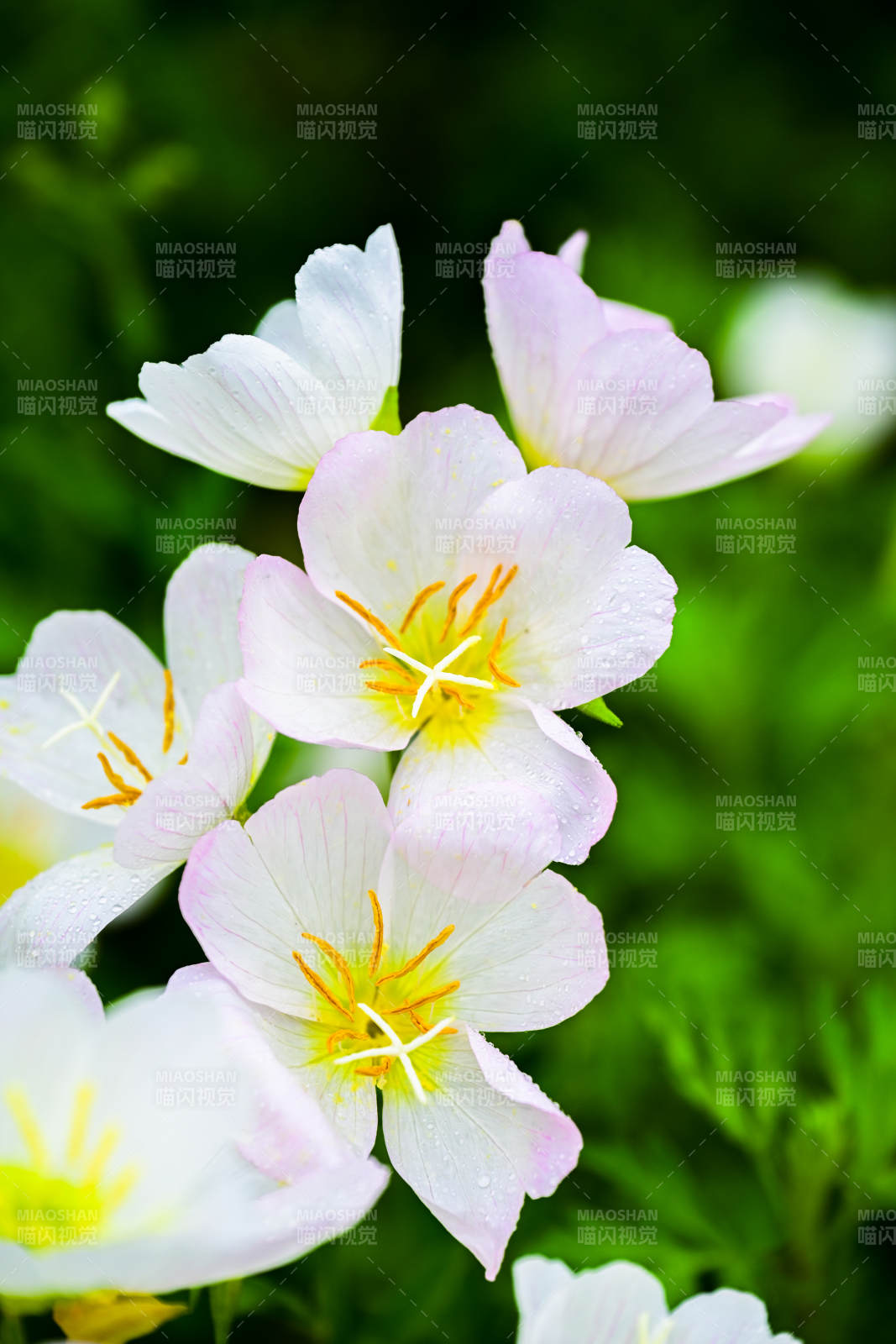 清新淡雅的白色花朵