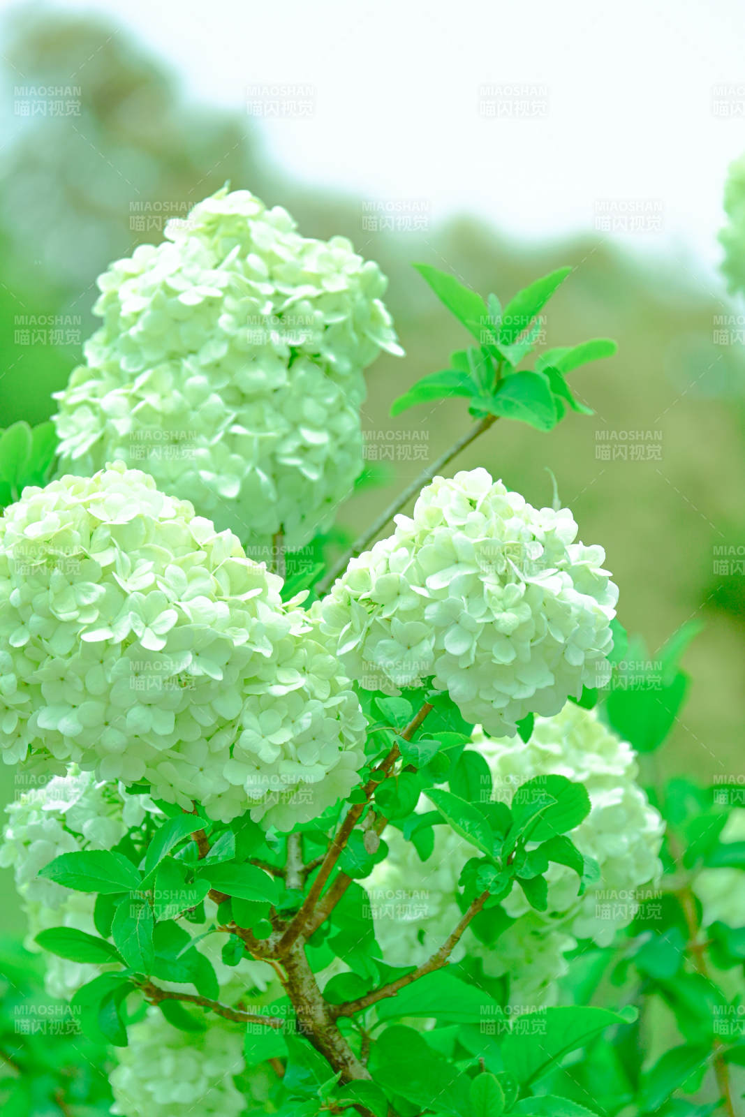 綠意盎然的白色繡球花