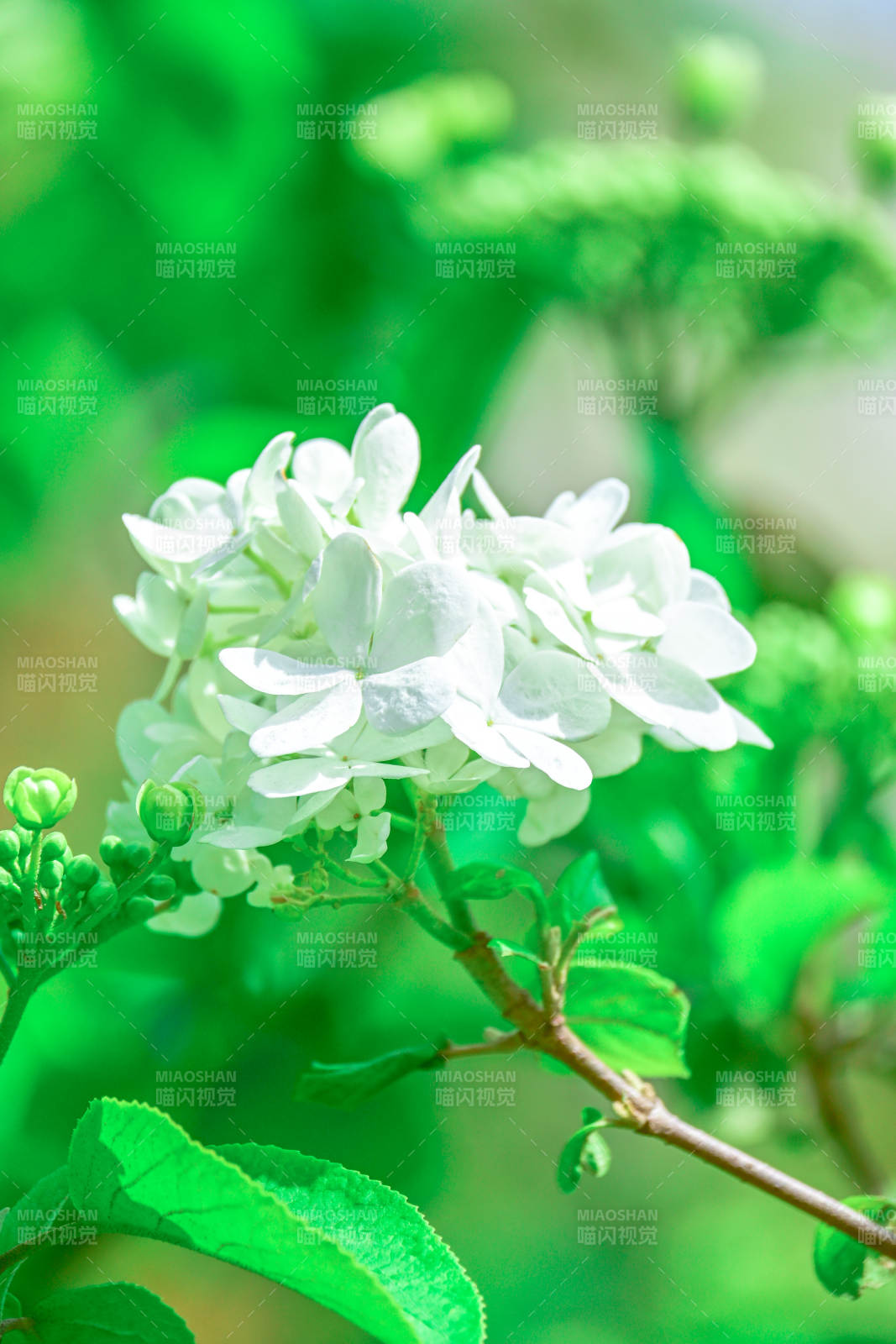 綠葉襯托的白色花朵