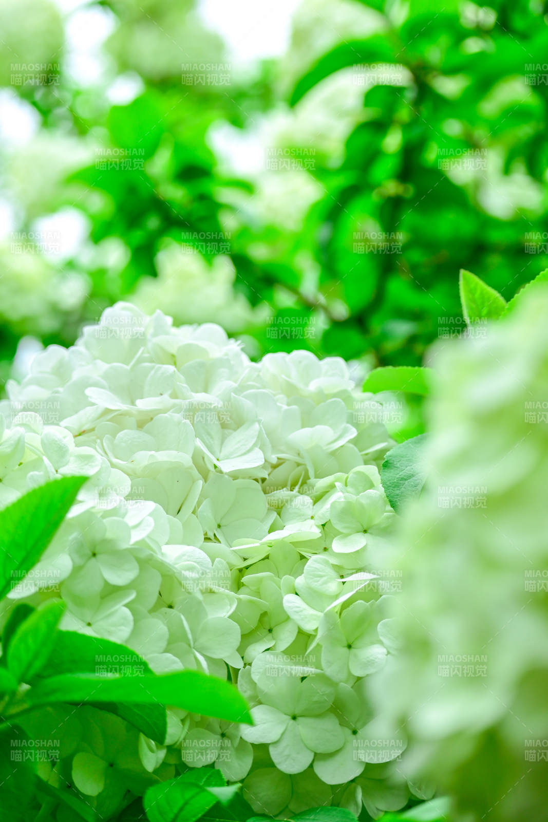 白色繡球花的清新之美