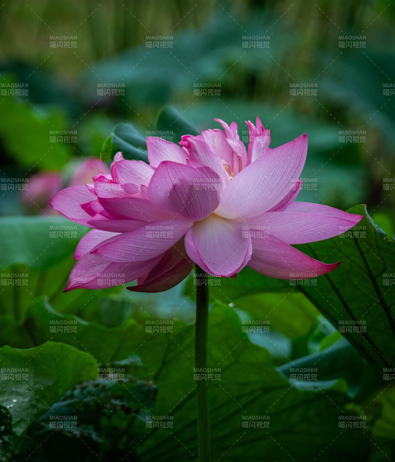 粉嫩蓮花靜謐綻放
