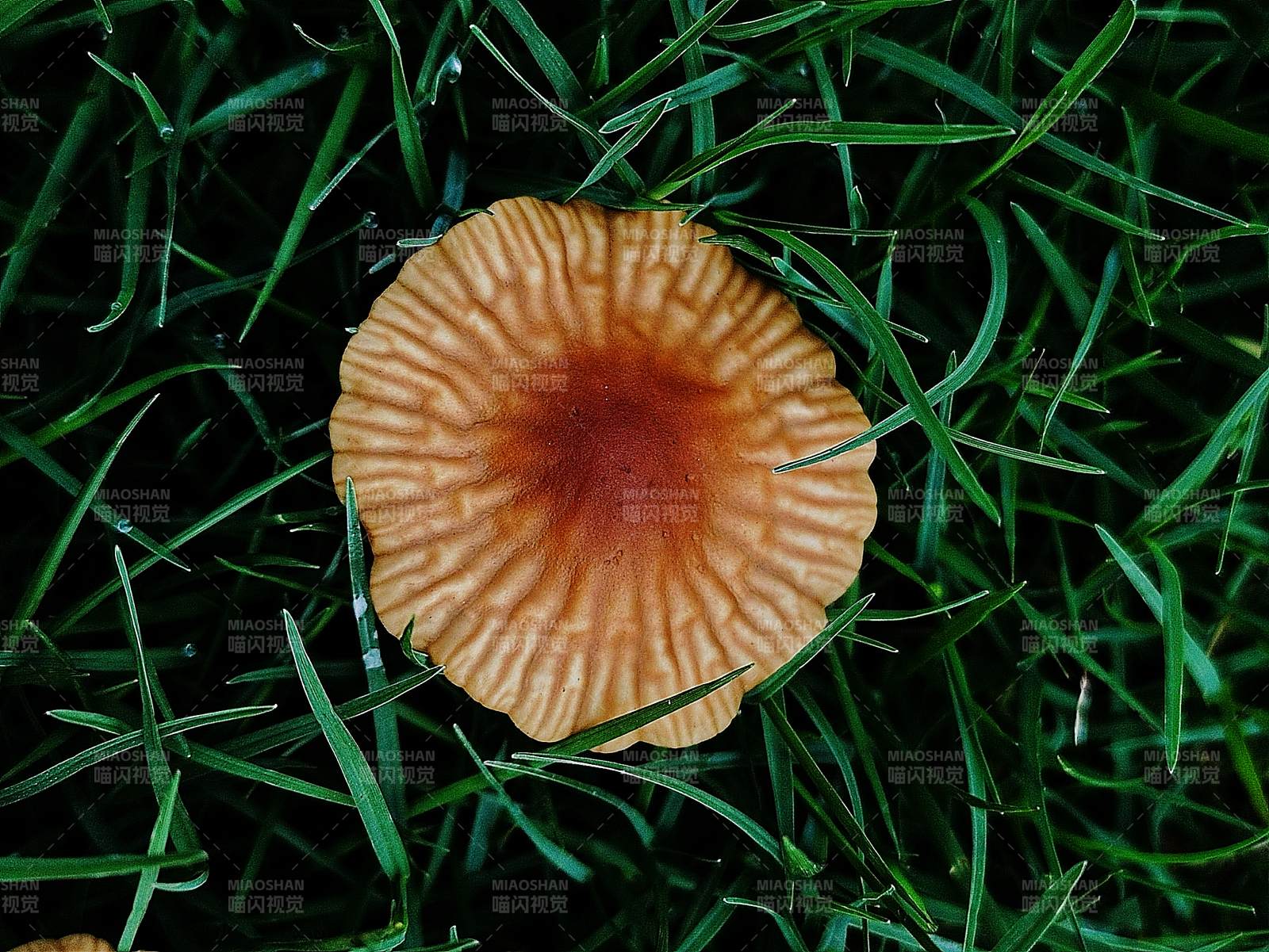 草地上的橙色蘑菇