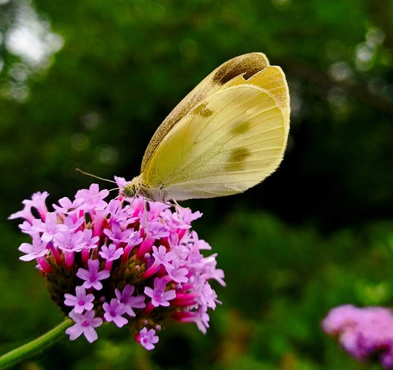 蝴蝶停駐紫花上