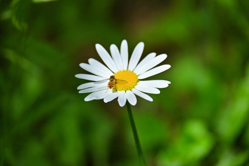 蜜蜂采蜜在雛菊上