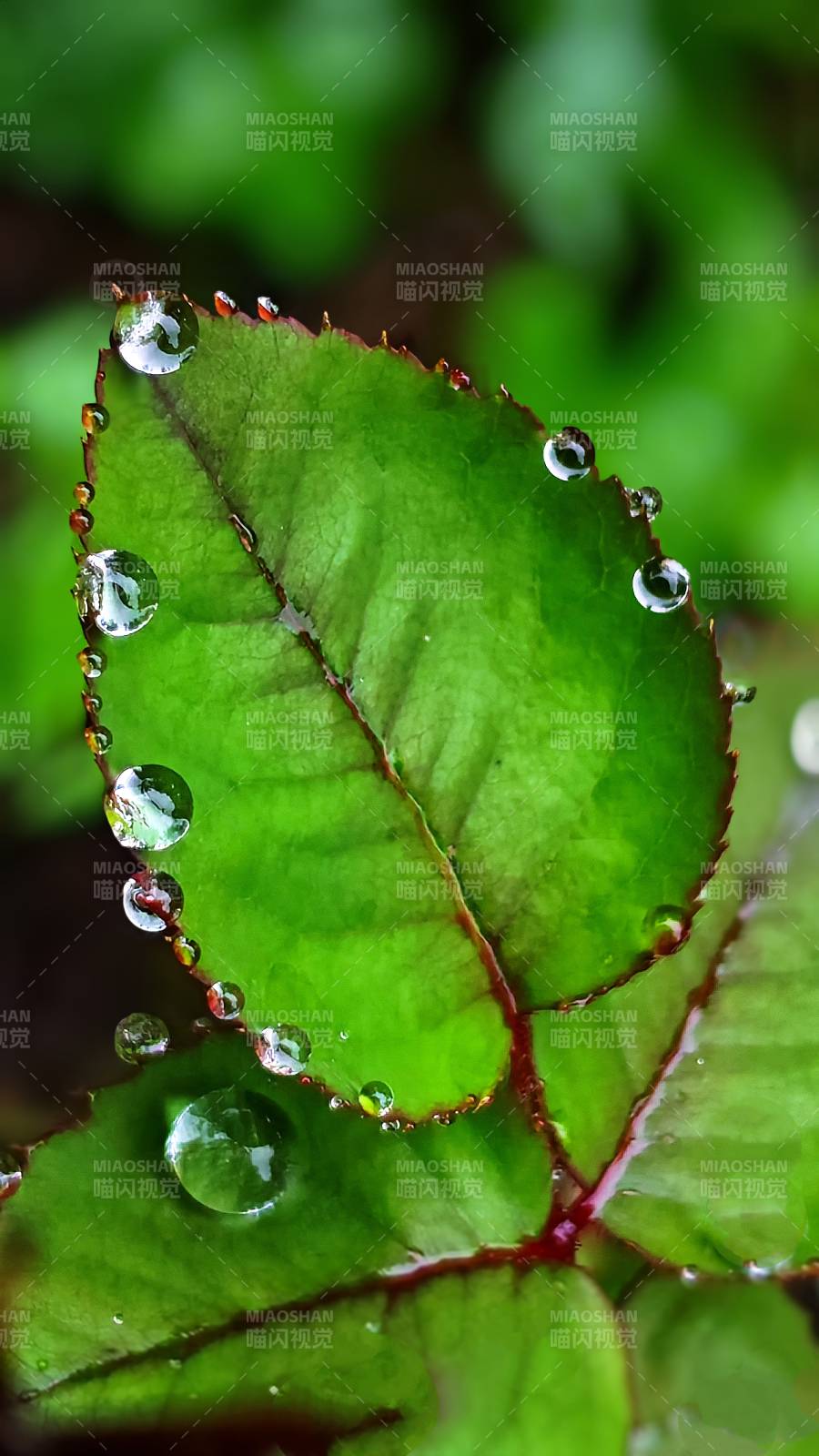 綠葉上的露珠晶瑩剔透