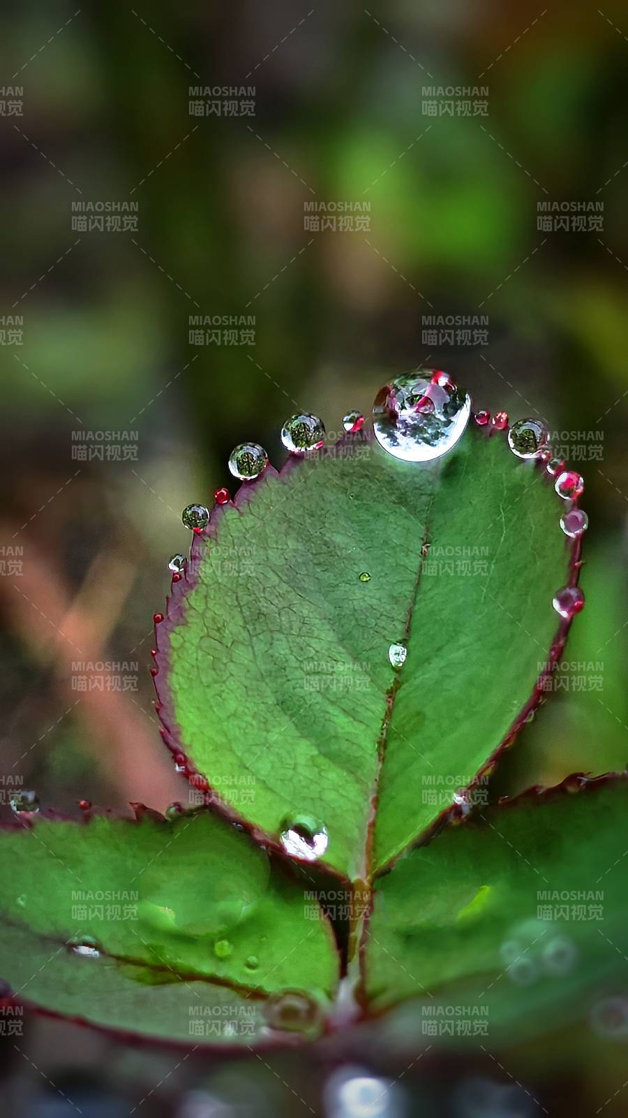 綠葉上的露珠晶瑩剔透