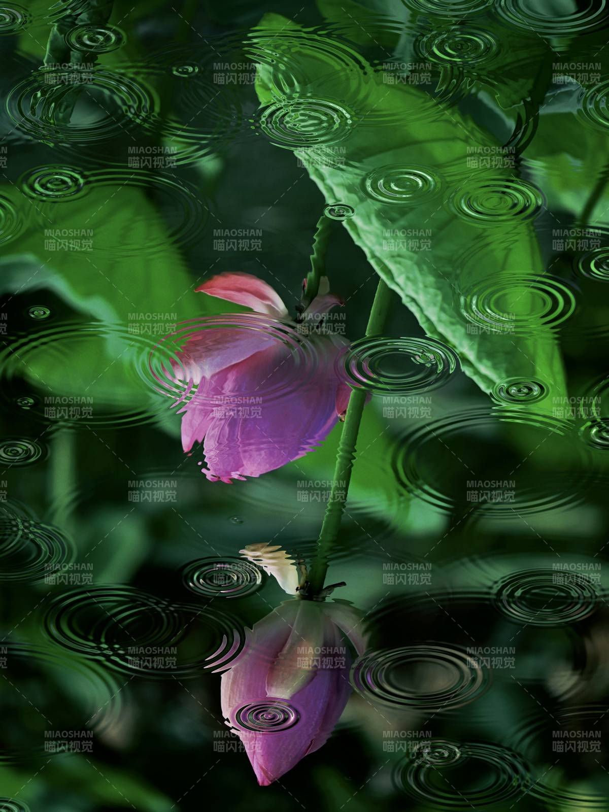 雨中蓮花靜謐美