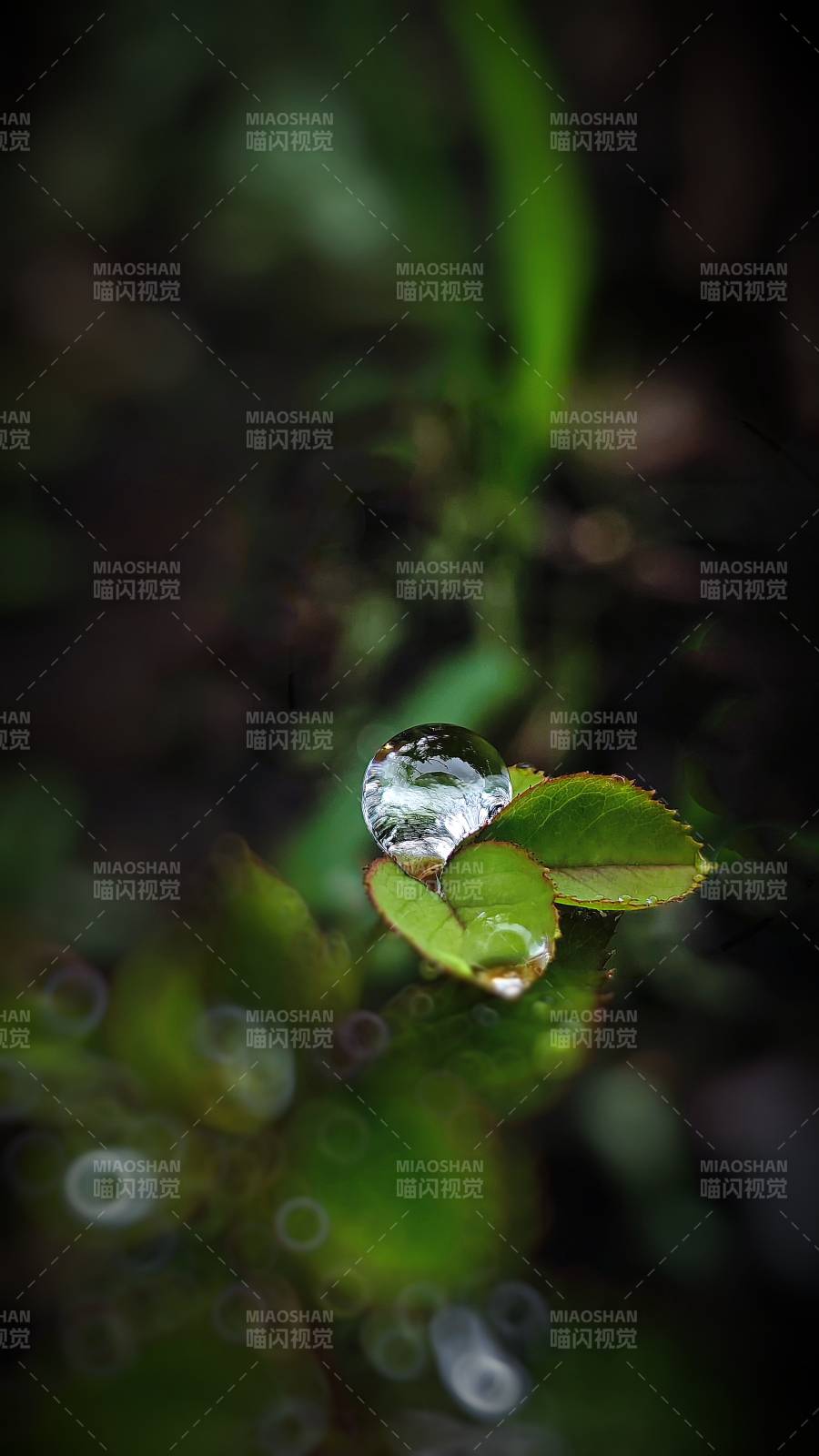 葉尖水滴 自然之美