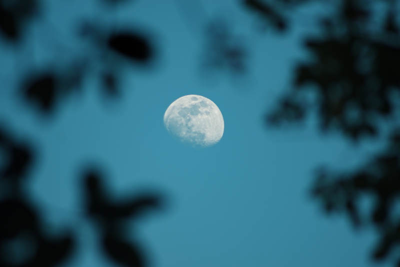 月夜樹影朦朧美