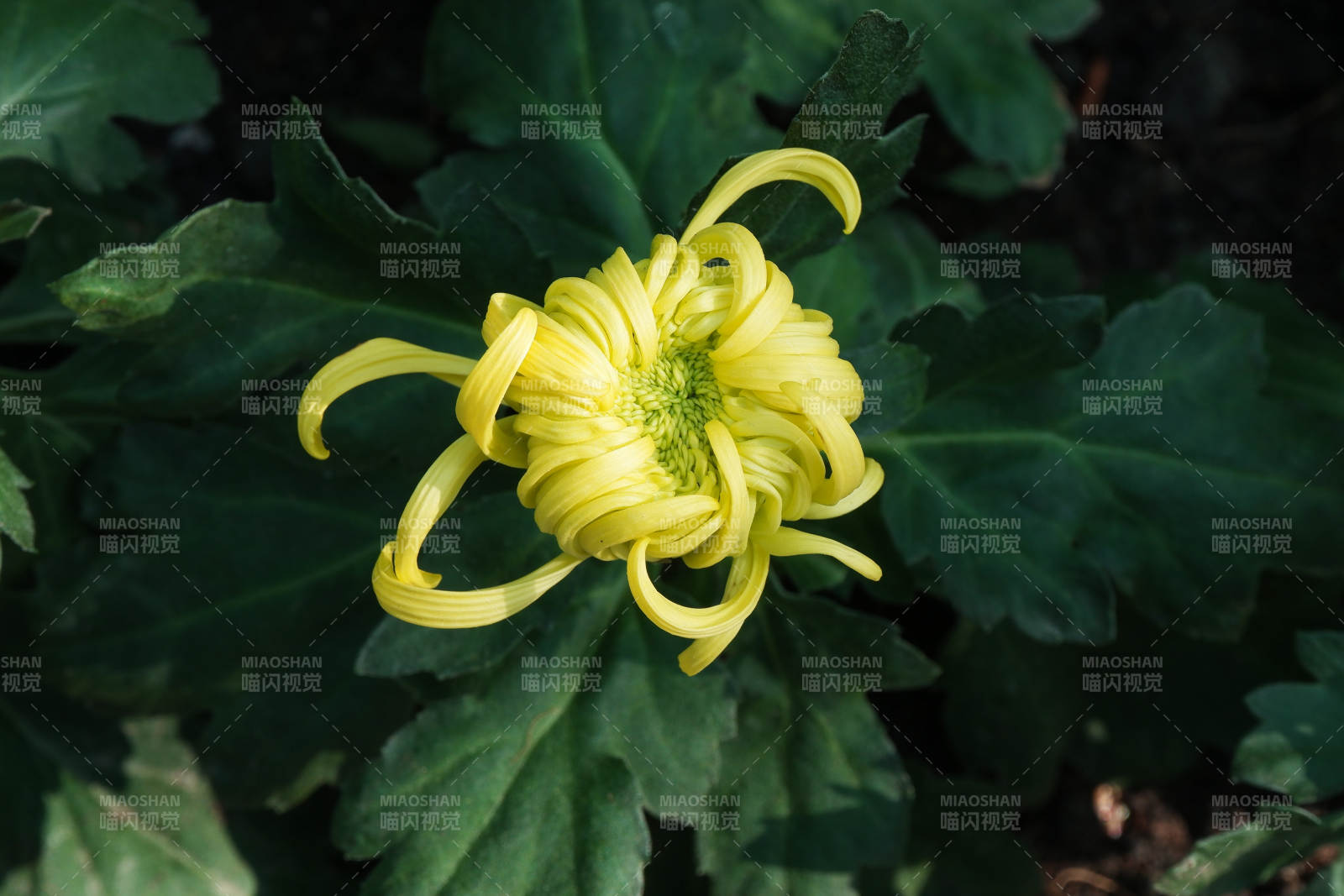 黃色菊花綻放于綠葉間