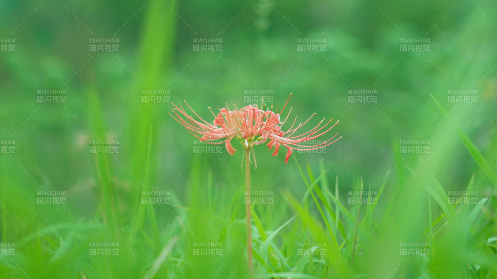 綠草叢中的紅色彼岸花