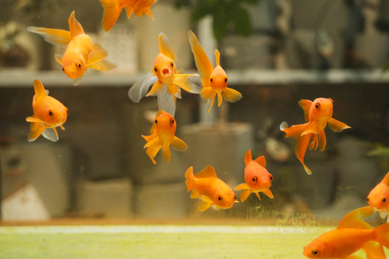 金魚游動(dòng)的水族箱景象