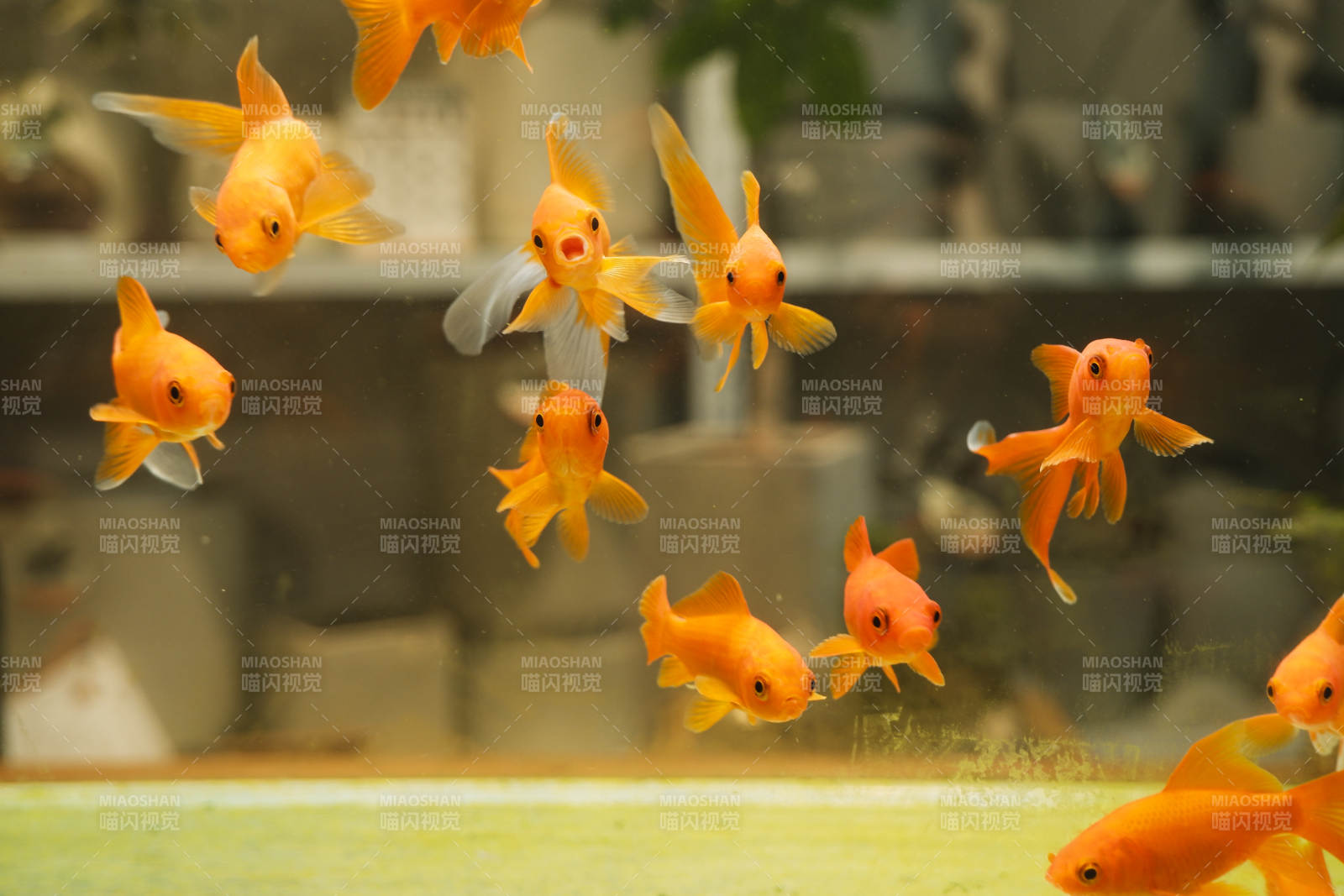 金魚游動的水族箱景象