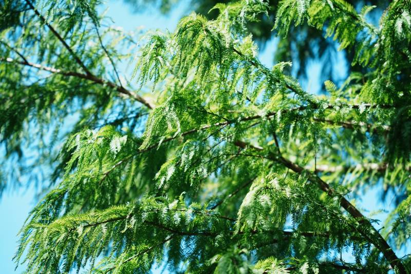 藍天下的翠綠松枝