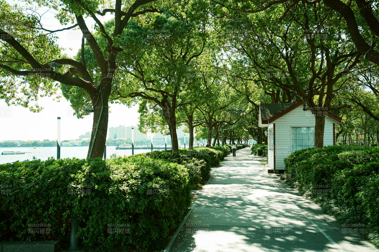 金雞湖綠樹成蔭的公園小徑