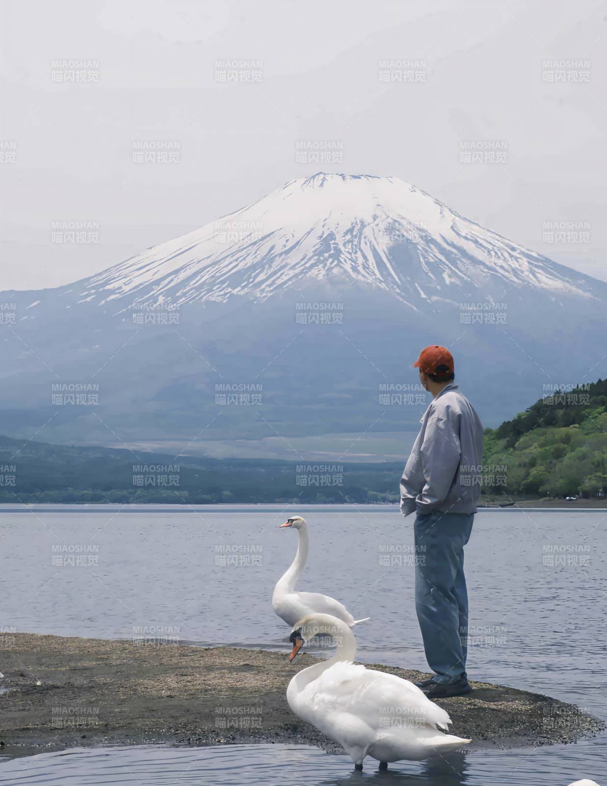 富士山下 人與天鵝共賞景