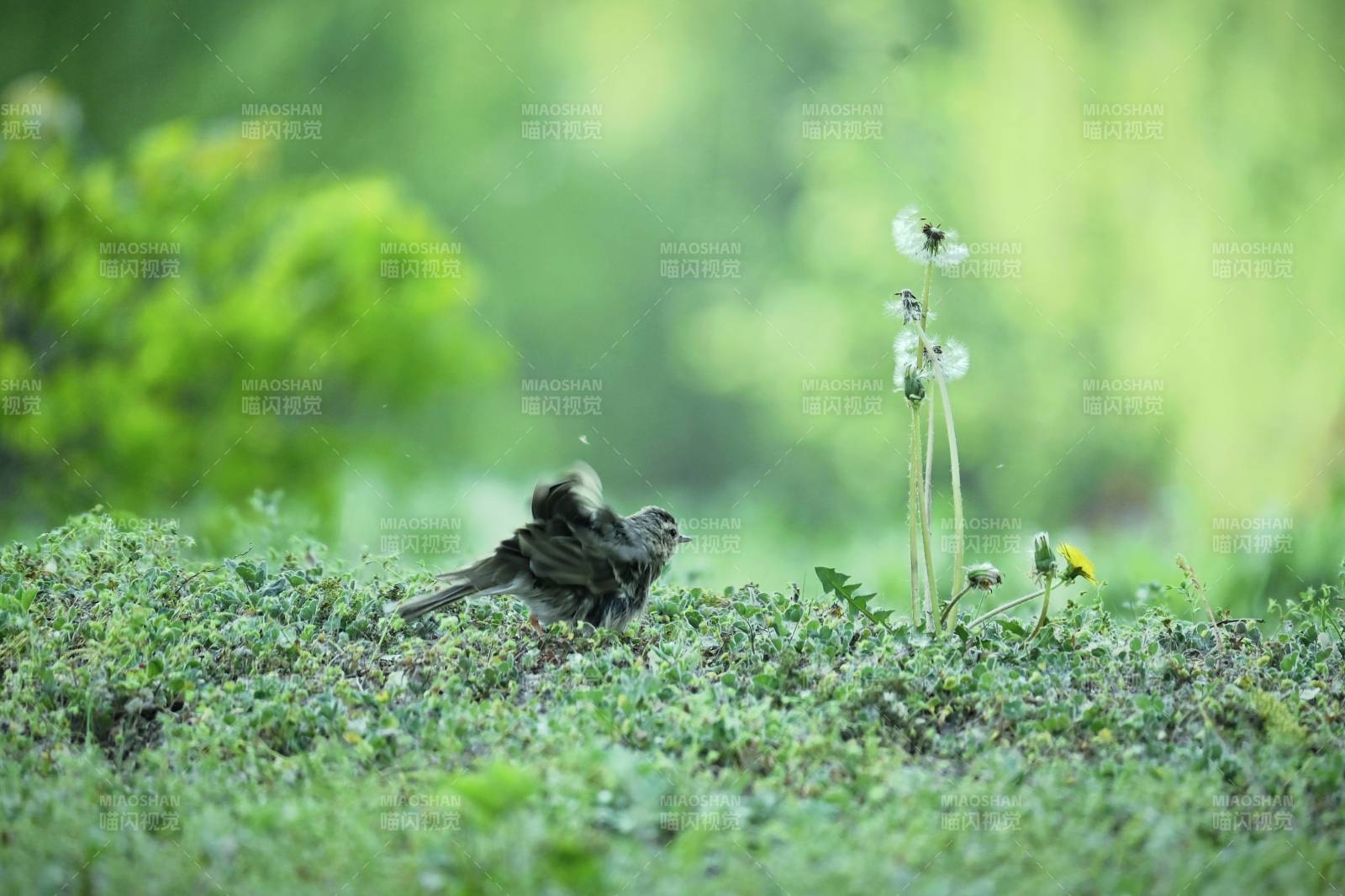 草地上的小鳥與蒲公英